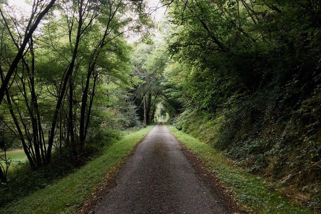 Allée boisée d’accès au domaine, Le Moulin Berger, Bussière-Poitevine